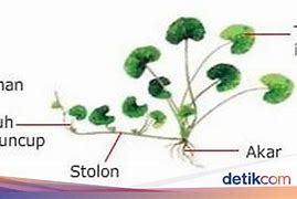 Sebutkan Contoh Tumbuhan Yang Melakukan Perkembangbiakan Dengan Cara Stolon